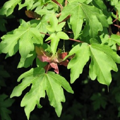 Acer campestre 'Nanum'