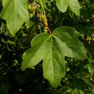 Acer campestre 'Queen Elizabeth'