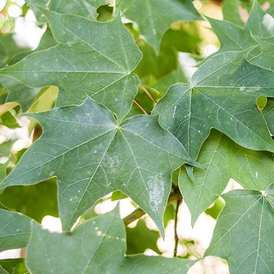 Acer cappadocicum