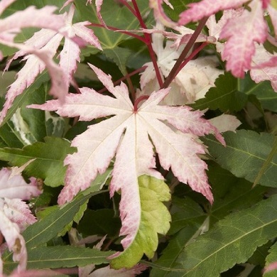 Acer palmatum 'Asahi zuru'