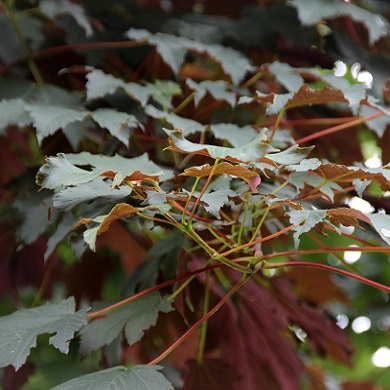 Acer pseudoplatanus 'Atropurpureum' (A. pseudoplatanus 'Spaethii')