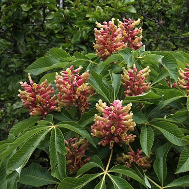 Aesculus pavia 'Koehnei'