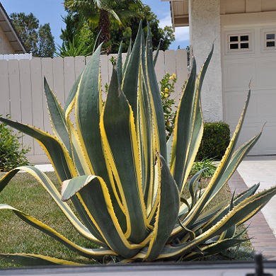 Agave americana 'Variegata'
