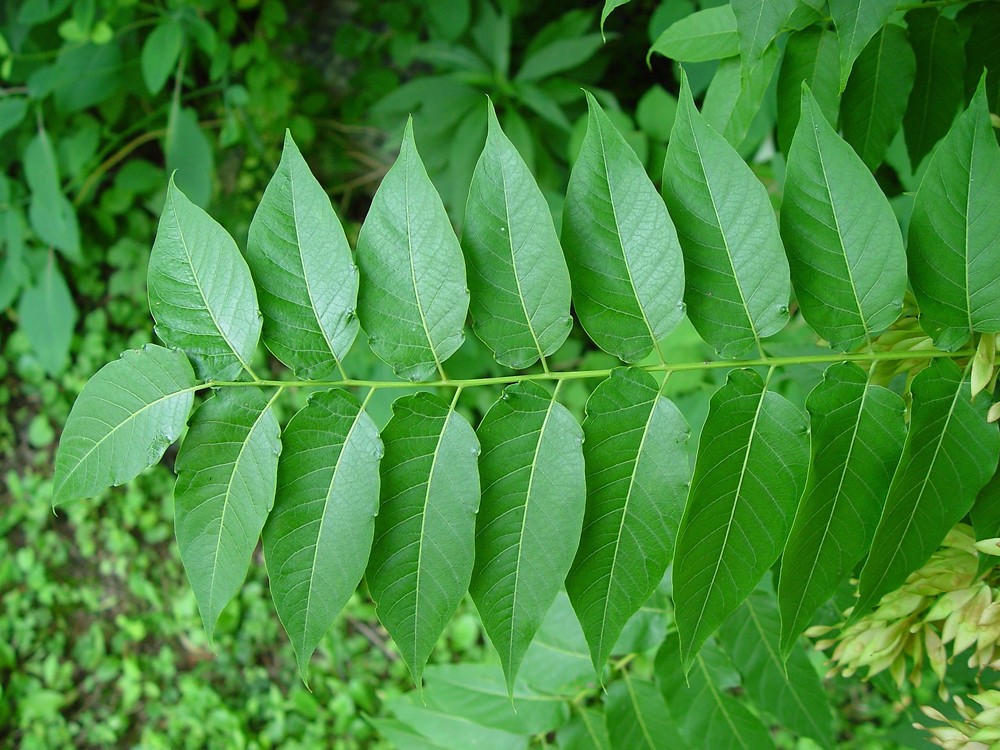 Айлант высочайший. Айлант дерево. Айлант высочайший листья. Ailanthus altissima растение. Ailanthus vilmoriniana.