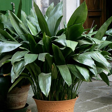 Aspidistra elatior