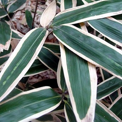 Bambusa nana 'Longifolia' (Sasa veitchii)