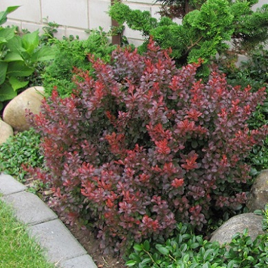 Berberis thunbergii 'Atropurpurea Nana'