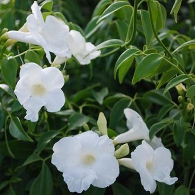 Bignonia semperflorens 'Alba' (Pondorea jasminoides 'Alba')