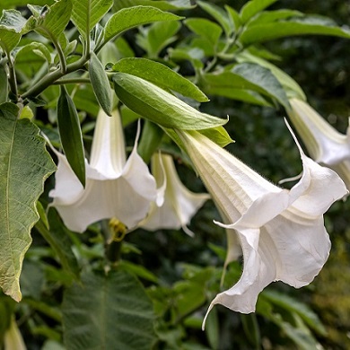 Brugmansia (Datura) arborea (B. cornigera)