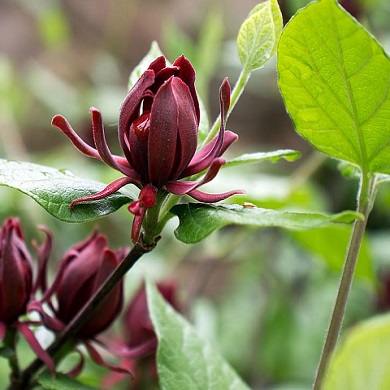 Calycanthus floridus