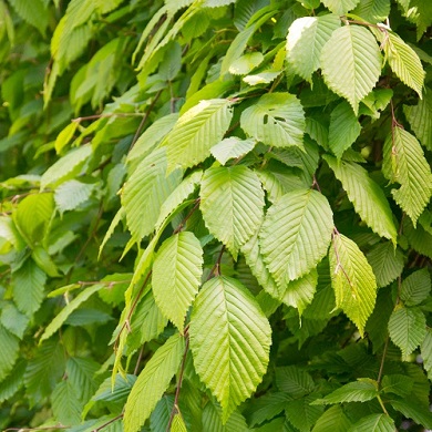 Carpinus betulus 'Pendula'