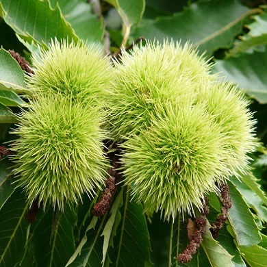 Castanea sativa (C. vesca)
