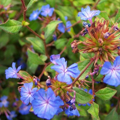 Ceratostigma willmottianum