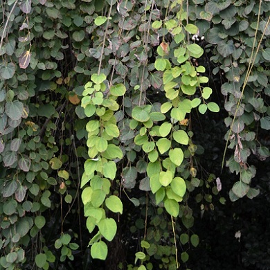 Cercidiphyllum japonicum 'Pendulum'