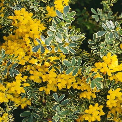 Coronilla valentina glauca 'Variegata'