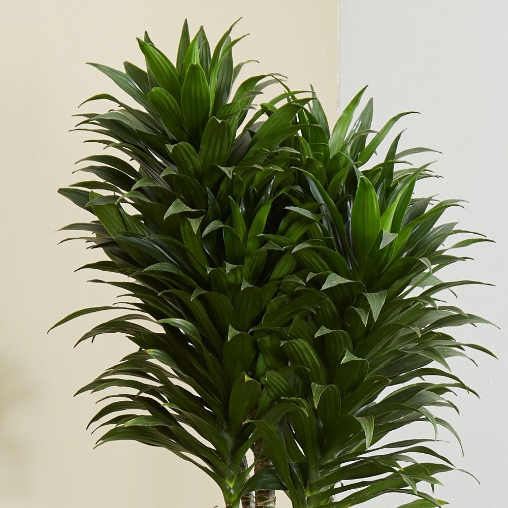 Драцена фото комнатный цветок цена. Драцена Фрагранс драгон. Dracaena fragrans compacta. Пальма Драцена широколистная. Драцена Фрагранс Чинто.