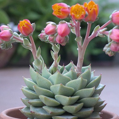 Echeveria 'Fabiola'