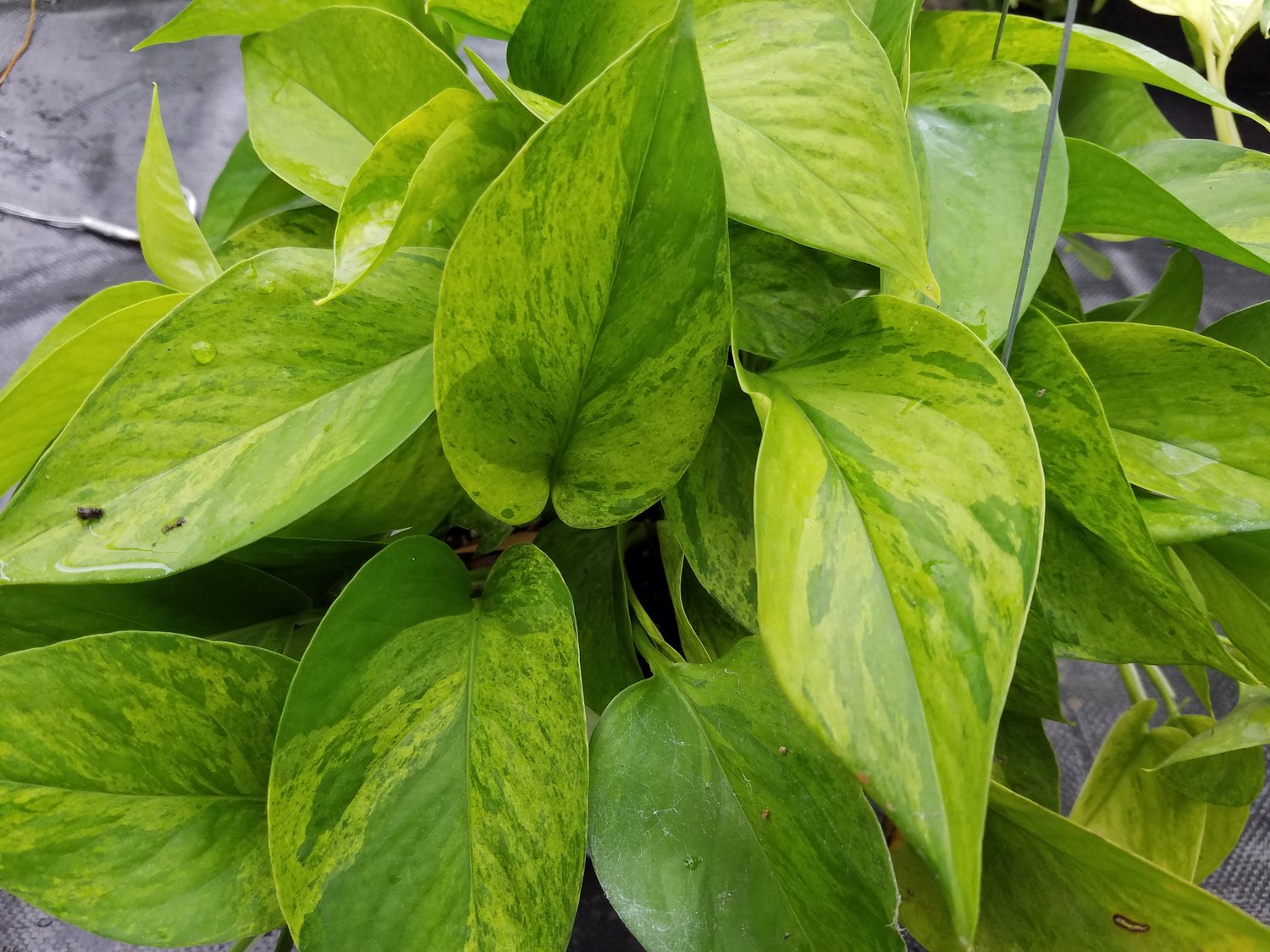 Epipremnum ‘Jessenia’ (Scindapsus ‘Jessenia’) So Peyzaj Proje ve