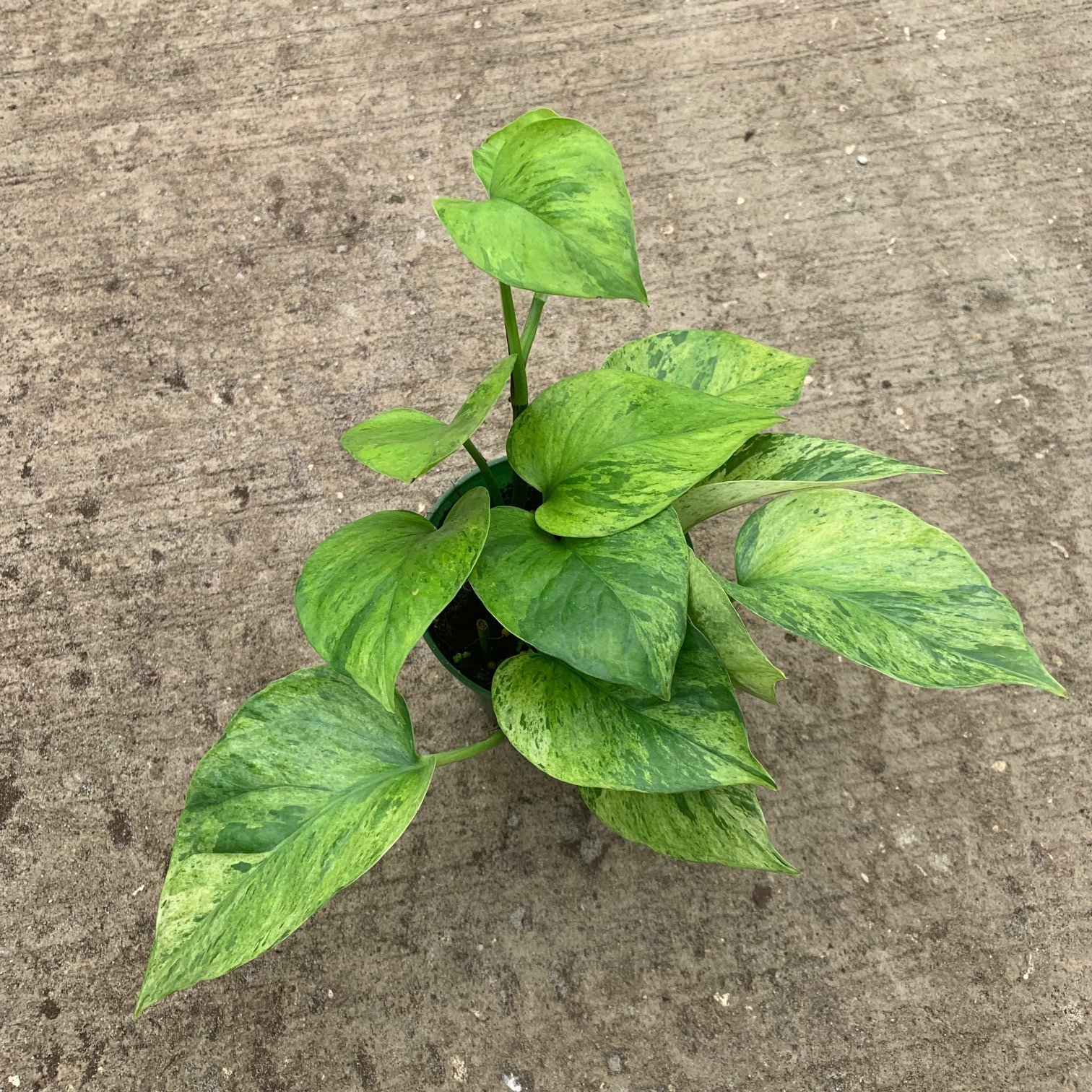 Epipremnum ‘Jessenia’ (Scindapsus ‘Jessenia’) So Peyzaj Proje ve