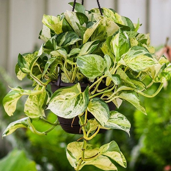 Epipremnum ‘Manjula’ (Scindapsus ‘Manjula’) So Peyzaj Proje ve