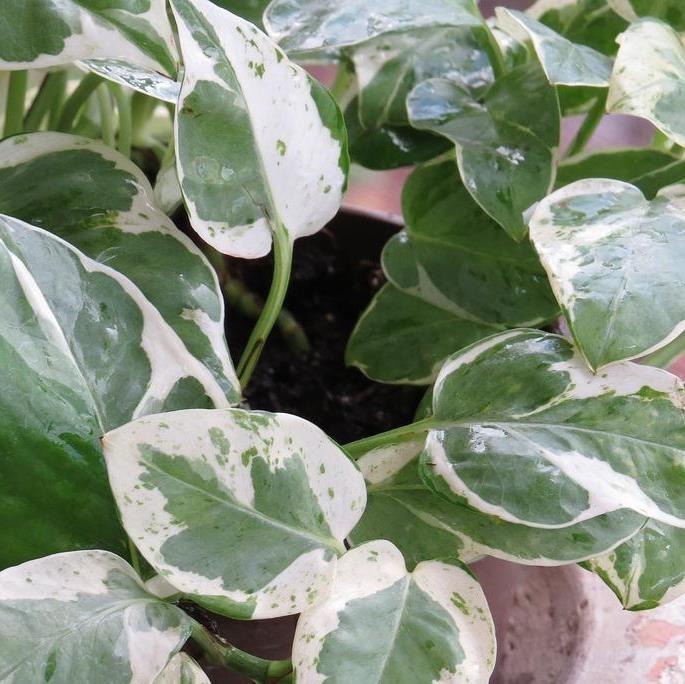 Epipremnum ‘Pearls and Jade’ (Scindapsus ‘Pearls and Jade’) So Peyzaj