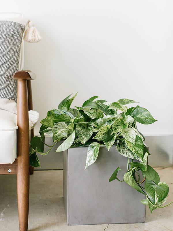 Epipremnum aureum ‘Marble Queen’ (Scindapsus aureum ‘Marble Queen