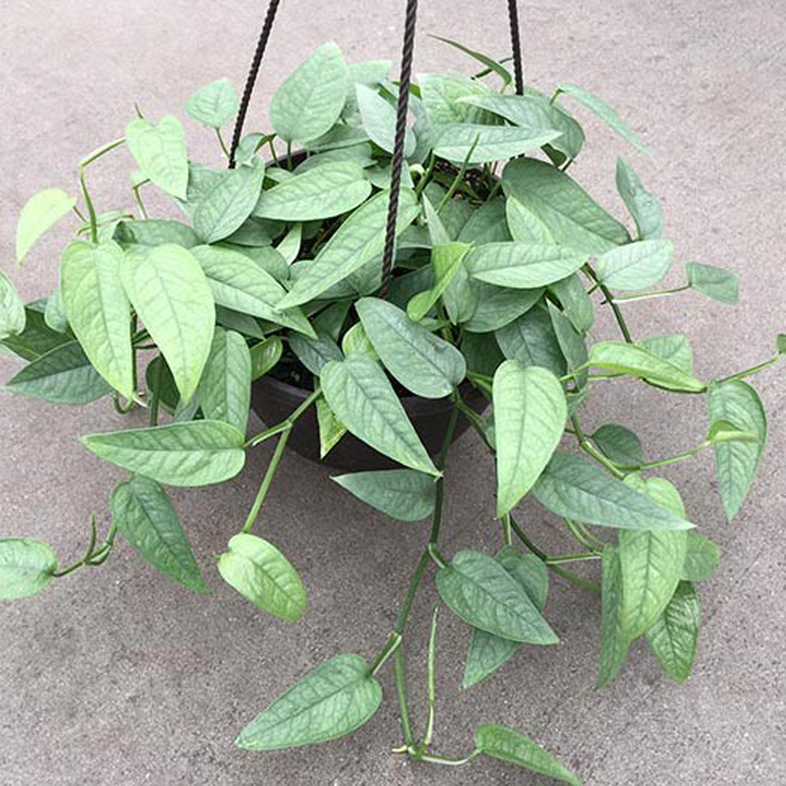 Epipremnum pinnatum ‘Cebu Blue’ (Scindapsus pinnatum ‘Cebu Blue’) So