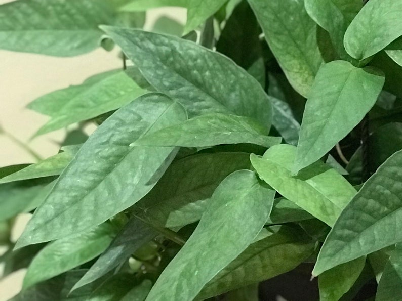 Epipremnum pinnatum ‘Cebu Blue’ (Scindapsus pinnatum ‘Cebu Blue’) So