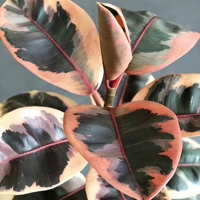 Ficus elastica 'Ruby'
