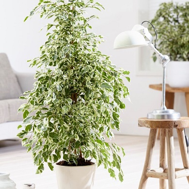 Ficus 'Twilight'