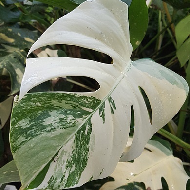 Monstera deliciosa 'Albo Variegata'