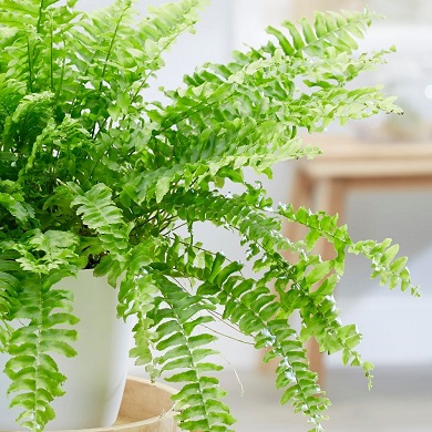 Nephrolepis exaltata