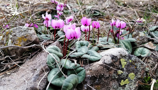 Sıklamen (Cyclamen) Bitkisi